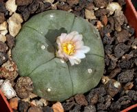 Lophophora pluricostatus