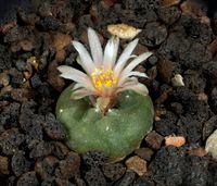 Lophophora viridescens