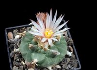 Lophophora williamsii koehresii