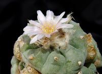 Lophophora williamsii v caespitosae