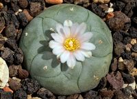 Lophophora williamsii v texensis SB85