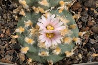 Lophophora williamsii