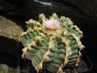 Lophophora williamsii1