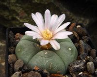 Lophophora ziegleri