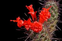 Mammillaria (Cochemia) poselgeri