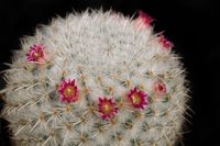 Mammillaria albilanata ssp oaxacana