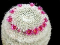 Mammillaria albilanata