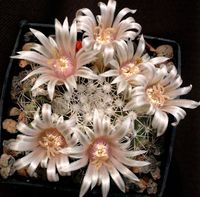 Mammillaria applanata