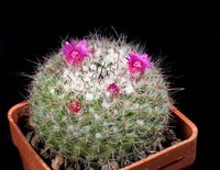 Mammillaria bachmannii