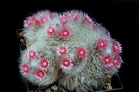 Mammillaria bocasana v multilanata