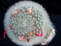 Mammillaria bocasana v splendens