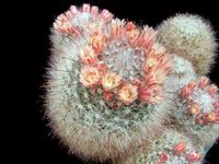 Mammillaria bocasana