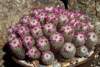 Mammillaria bombycina Gruppe