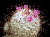 Mammillaria bombycina