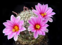 Mammillaria boolii