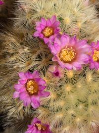 Mammillaria carmenae rot