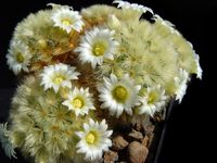 Mammillaria carmenae