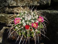 Mammillaria centricirrha