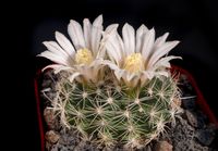 Mammillaria coahuilensis