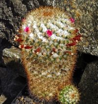 Mammillaria columbiana