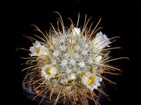 Mammillaria cowperae