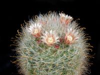 Mammillaria crinita