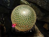 Mammillaria crucigera ssp tlalocii