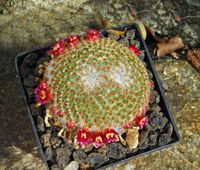 Mammillaria crucigera-Teilung