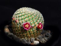 Mammillaria crucigera