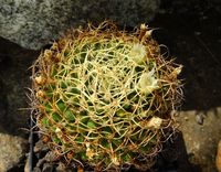 Mammillaria decipiens ssp camptotricha