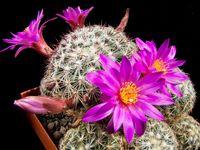 Mammillaria deherdtiana