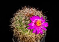 Mammillaria dodsonii P345