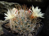 Mammillaria duwei v rubispinus