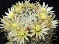 Mammillaria duwei