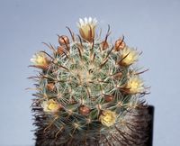 Mammillaria fuscohamata