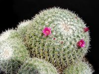 Mammillaria geminispina ssp leucocentra