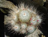 Mammillaria geminispina v nobilis