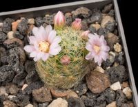 Mammillaria giselae ML 677