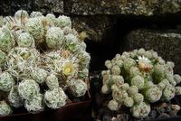 Mammillaria gracilis + fa fragilis