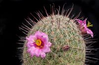 Mammillaria grahamii