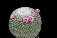 Mammillaria haageana ssp elegans