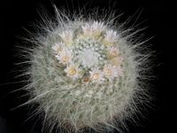 Mammillaria hahniana albiflora