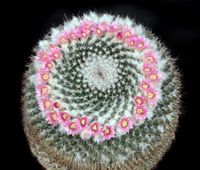 Mammillaria hahniana ssp woodsii