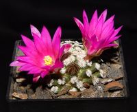 Mammillaria hernandezii