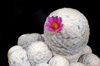 Mammillaria herrerae