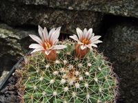 Mammillaria heyderi v bullingtonia Lz288