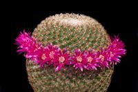 Mammillaria huitzilopochtli L 066