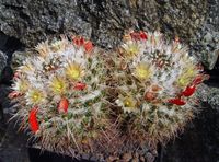 Mammillaria karwinskiana