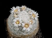 Mammillaria lasiacantha