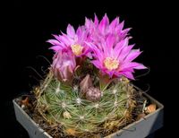 Mammillaria longiflora ssp stampferi L1250